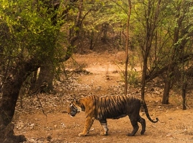 Delhi Agra Jaipur